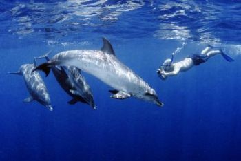 On the way to Gladden Spit to see whale sharks we spotted... by Matt Timberger 